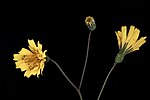 Thumbnail for File:Hieracium venosum, Rattlesnake hawkweed, Howard County, Md, Helen Lowe Metzman 2019-10-23-16.09.12 ZS PMax UDR (49493863216).jpg