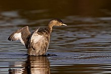 Grèbe à tête blanche (Poliocephalus poliocephalus) (9738522567) .jpg