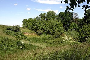 Hollow natural monument "Kuhtränke": southern part with spring basin, wet meadow and loess tap