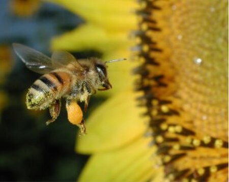 Fail:Honeybee pollen basket 5233.jpg
