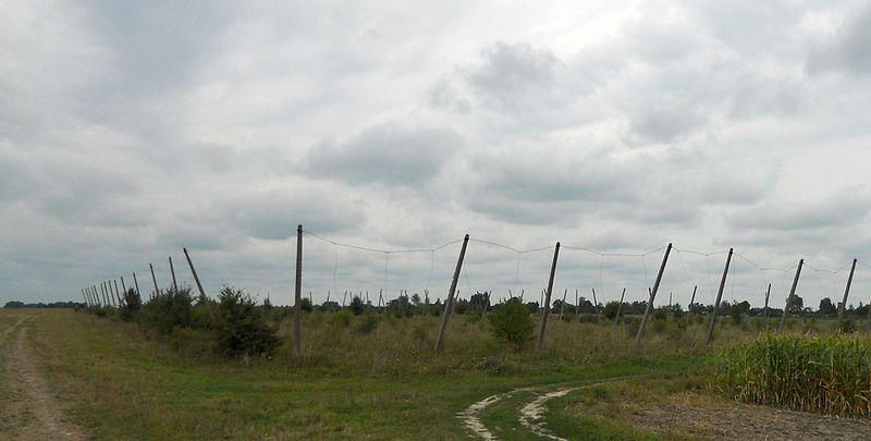 File:Hop field (Хміль поле).JPG