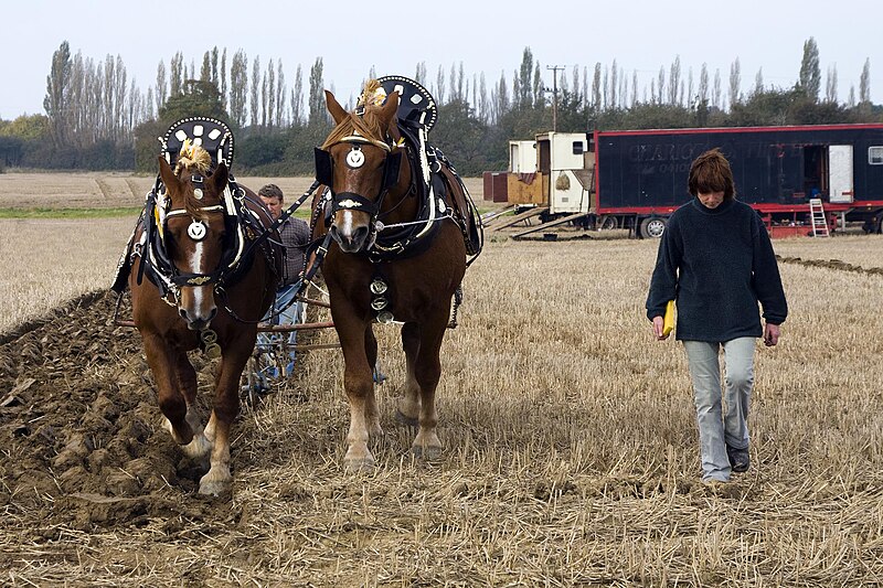 File:Horse Ploughing (2938753350).jpg