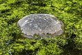 * Nomination Hortus Haren. Ornamental stones in the pond. --Agnes Monkelbaan 04:34, 19 June 2020 (UTC) * Promotion  Support Good quality. --King of Hearts 04:54, 19 June 2020 (UTC)