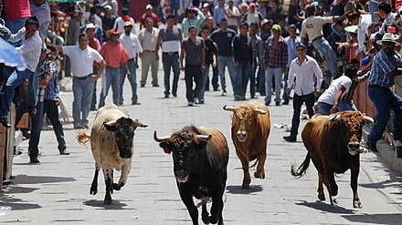 Bulls in the street during Huamantlada