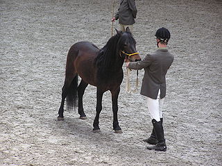 <span class="mw-page-title-main">Hucul pony</span> Breed of horse