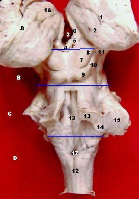 ไฟล์:Human brainstem-thalamus posterior view description.JPG