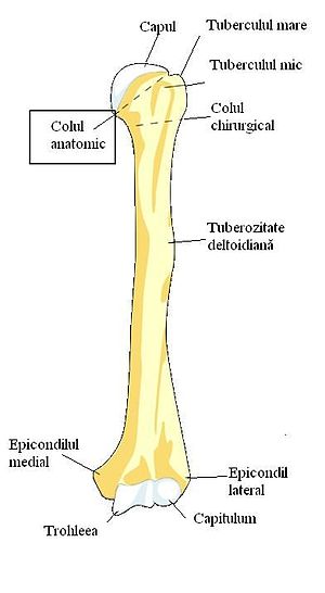 colul humeral