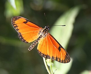 <i>Acraea eponina</i> Species of butterfly