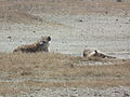 Hyena Crocuta crocuta in Tanzania 4369 cropped Nevit.jpg
