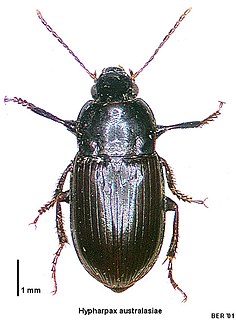 <i>Hypharpax</i> Genus of beetles