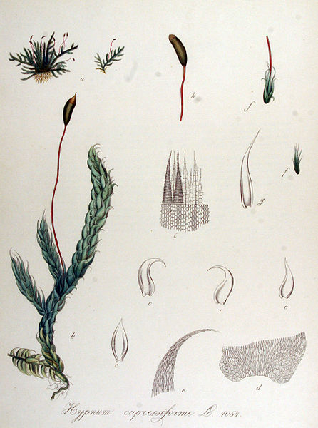 File:Hypnum cupressiforme — Flora Batava — Volume v14.jpg