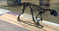 Hipsilofodonto skeletas