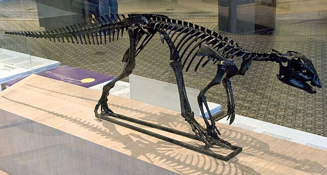 Neornithischia