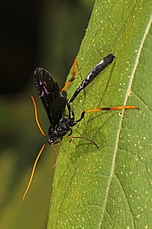 Ichneumon Wasp - Therion morio ، Carderock Park ، Maryland.jpg