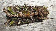 Ichneutica chlorodonta, the green-suffused form Ichneutica chlorodonta (cropped).jpg