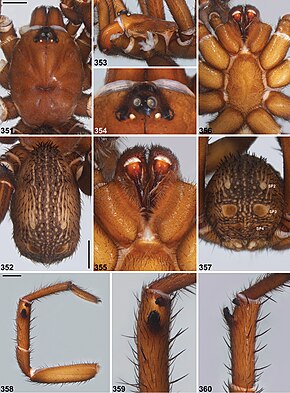 Opis zdjęcia Idiosoma sigillatum (10.3897-zookeys.756.24397) Ryciny 351–360.jpg.