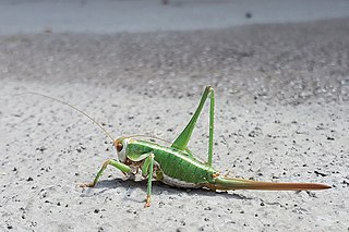 <i>Idiostatus</i> Genus of cricket-like animals