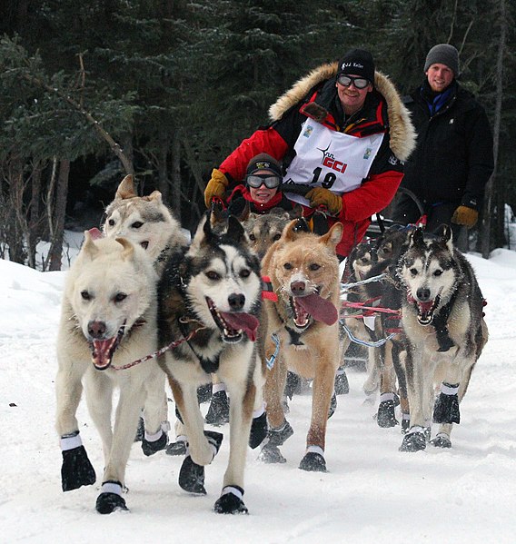 File:Iditarod Ceremonial start, Mitch Seaveys team.jpg