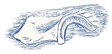 Iliosuchus incognitus из Huene.jpg