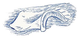 Iliosuchus incognitus