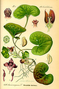 Illustration_Asarum_europaeum0.jpg