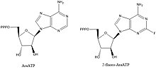 NTP analogs that are known to inhibit DnaG as well as other polymerase enzymes Inhibitor Structures.jpg