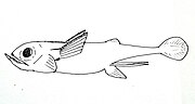 The †Iniopterygiformes †Sibyrhynchus denisoni (Holocephali)