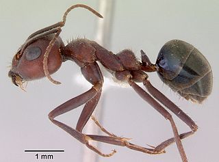<i>Iridomyrmex bigi</i> Species of ant