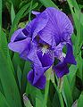 Iris germanica 001