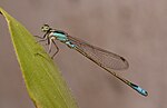 Miniatura para Ischnura fluviatilis