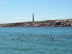 Isla de Lobos (Uruguay) - Wikipedia, la enciclopedia libre