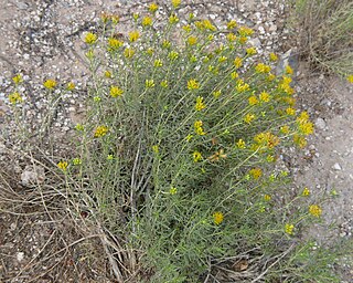 <i>Isocoma pluriflora</i> Species of flowering plant