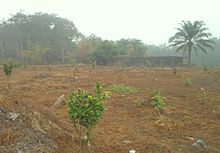 Local tree planting in Isoko South LGA. Isoko South - Nigeria - O Odugala.JPG