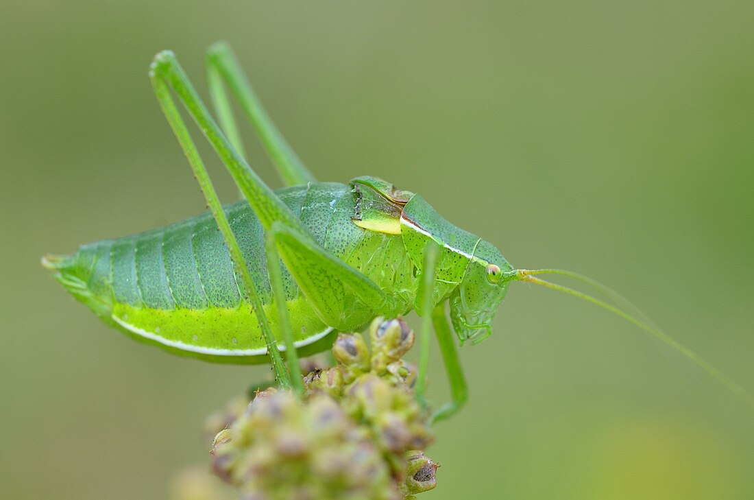 Isophya pyrenaea