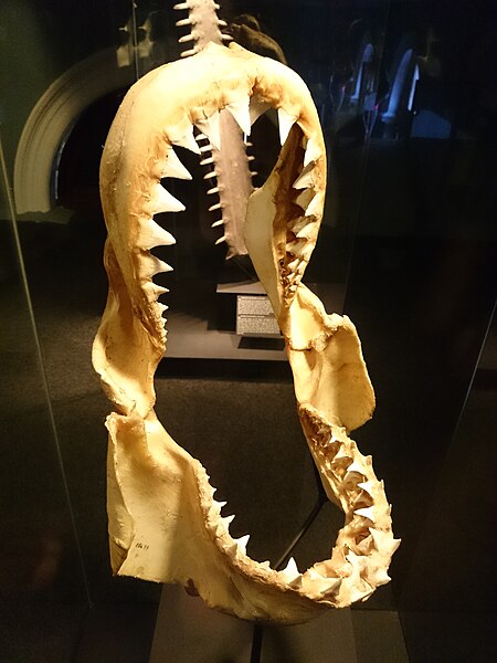 File:Iziko Jaws of Great White Shark.JPG