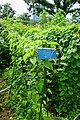 Jacquemontia tamnifolia - Urban Greening Botanical Garden - Kiba Park - Koto, Tokyo, Japan - DSC05366.jpg