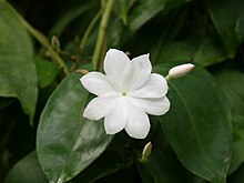 Jasminum rex2SHSU.jpg