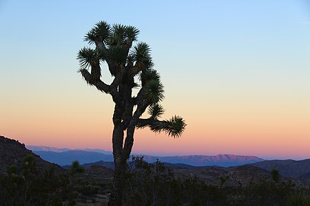 "Joshua_Tree_Sunset_(23266109189).jpg" by User:Killarnee