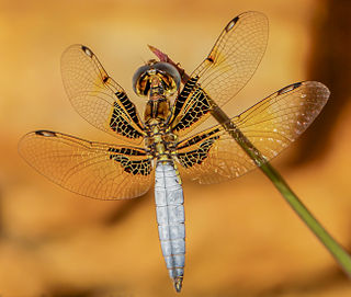 <i>Palpopleura</i> Genus of dragonflies
