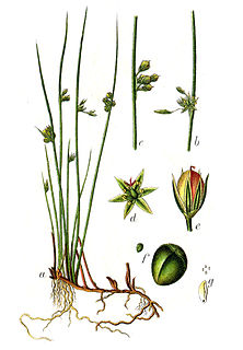 <i>Juncus filiformis</i> Species of plant in the genus Juncus