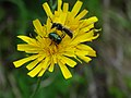 unbekannte Biene und Käfer