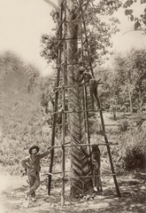 Rubber tapping in Malaya, circa 1910