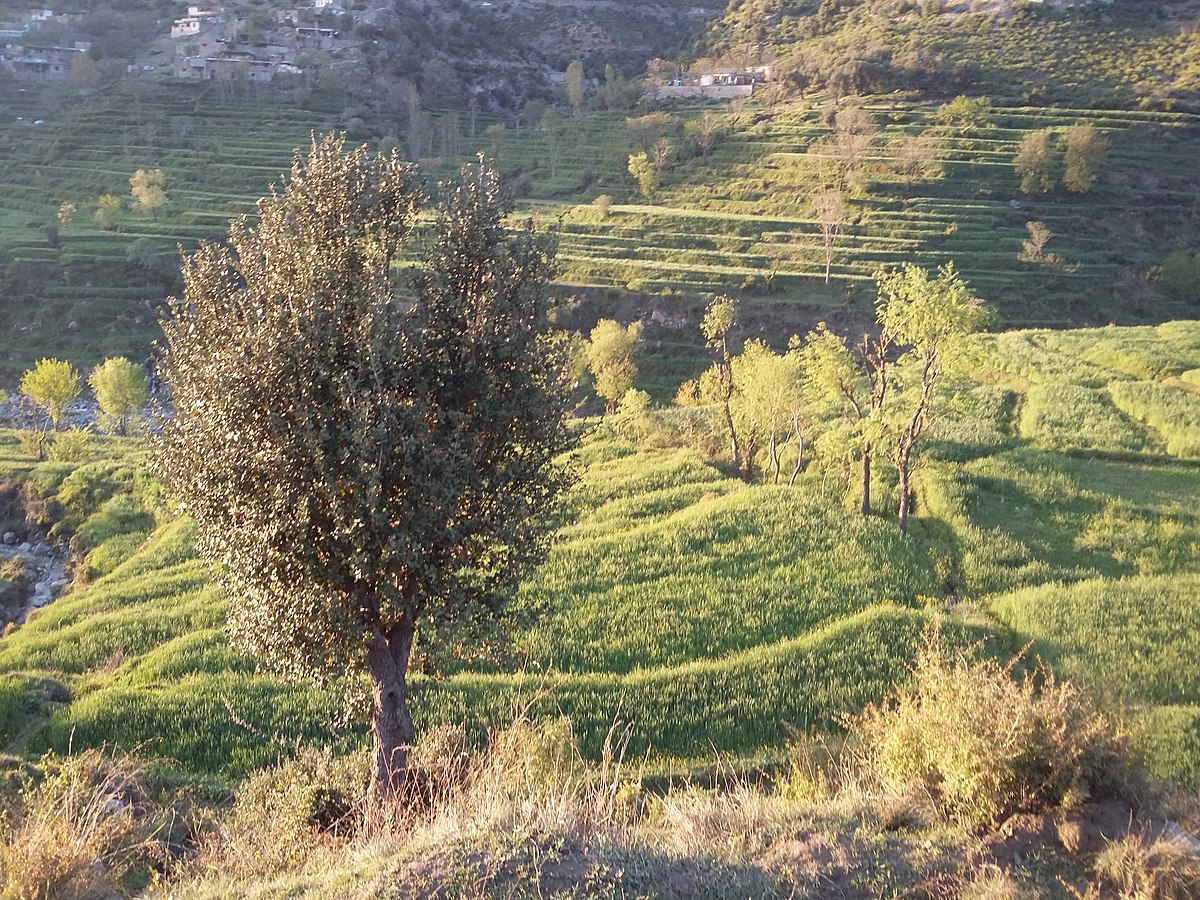 Село девять