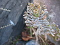 Kalanchoe delagoensis - Brutblätter