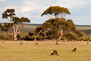 <span class="mw-page-title-main">Mount Lofty woodlands</span> Ecoregion in South Australia