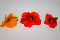 Kapuzinerkresse Blüten.JPG