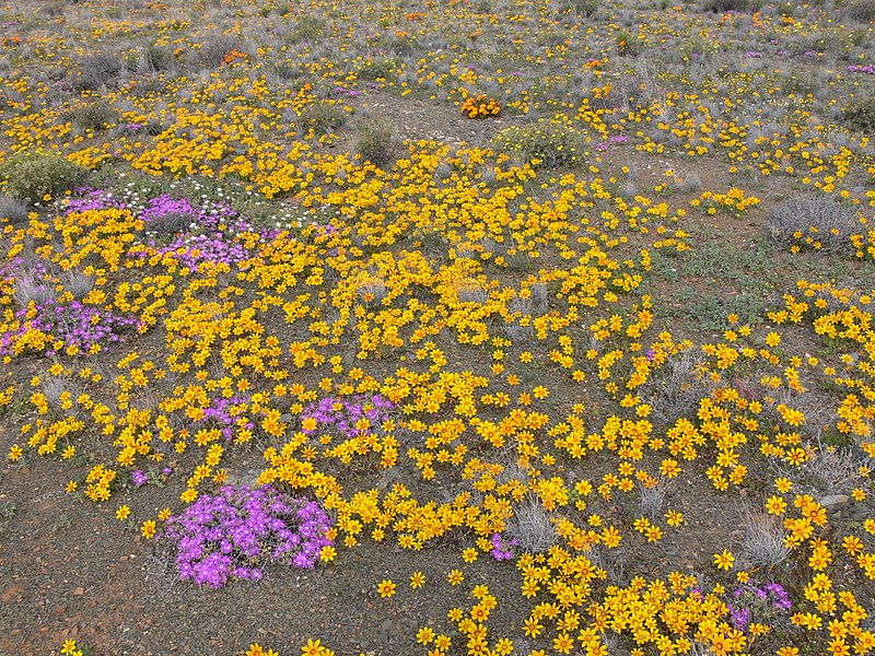 File:Karoo P1030687.JPG