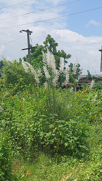 File:Kasatandi Flowers near Bhadrak.jpg