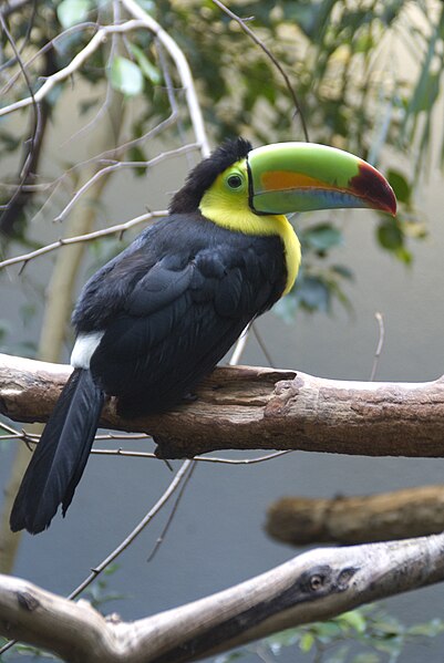 File:Keel billed toucan coy.jpg