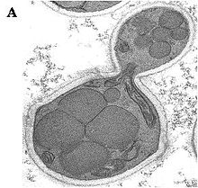 Fig. 1. (A) Micrograph of a budding O. polymorpha cell, grown in a chemostat under methanol conditions. The cytosol is crowded by peroxisomes (after Gellissen et al. 2005). Kg3.jpg